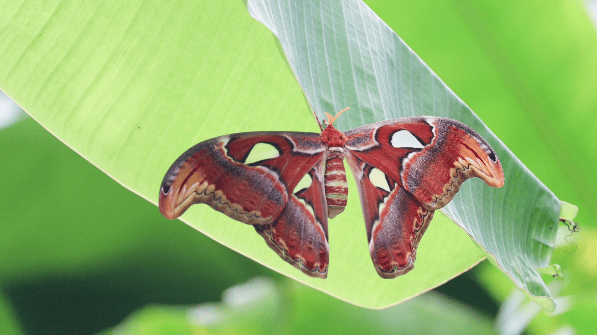 amphibians atlas moth