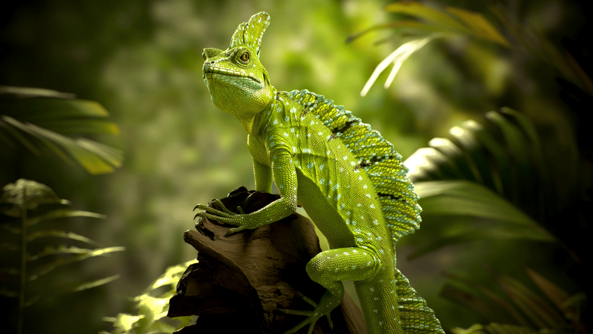 amphibians basilisk lizard