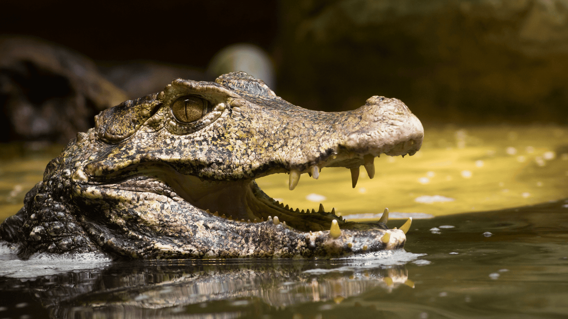 amphibians caiman
