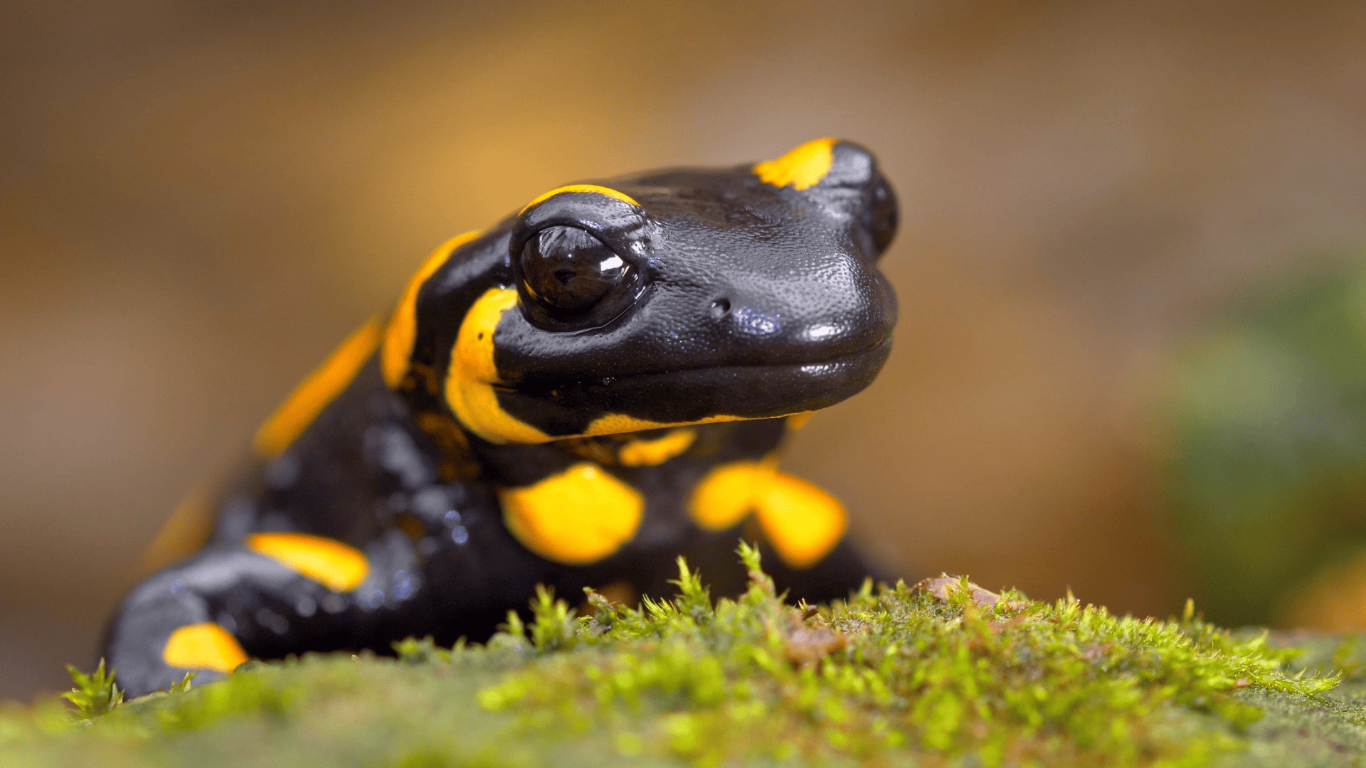 amphibians tiger salamander