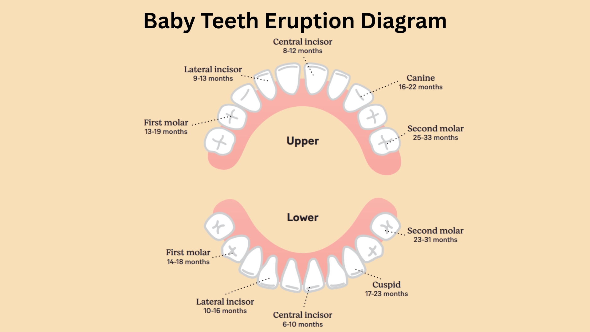 baby teeth diagram