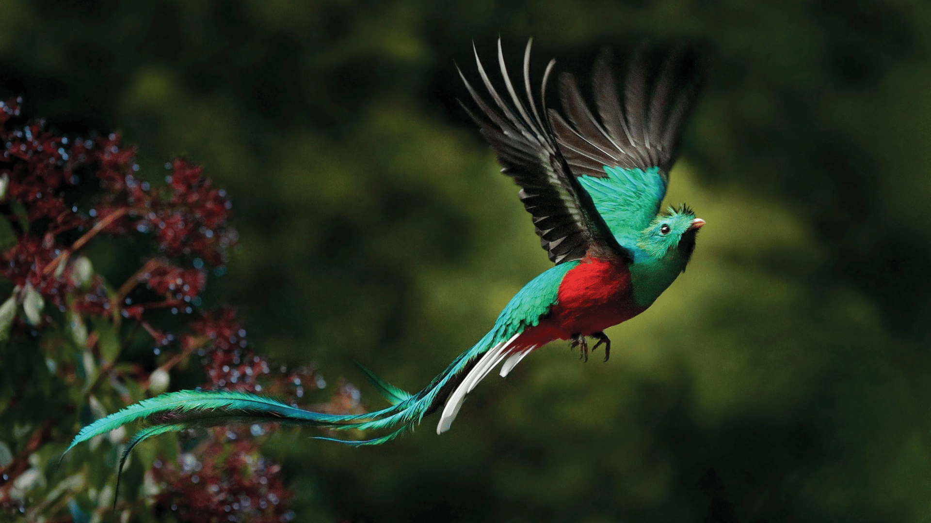 birds quetzal