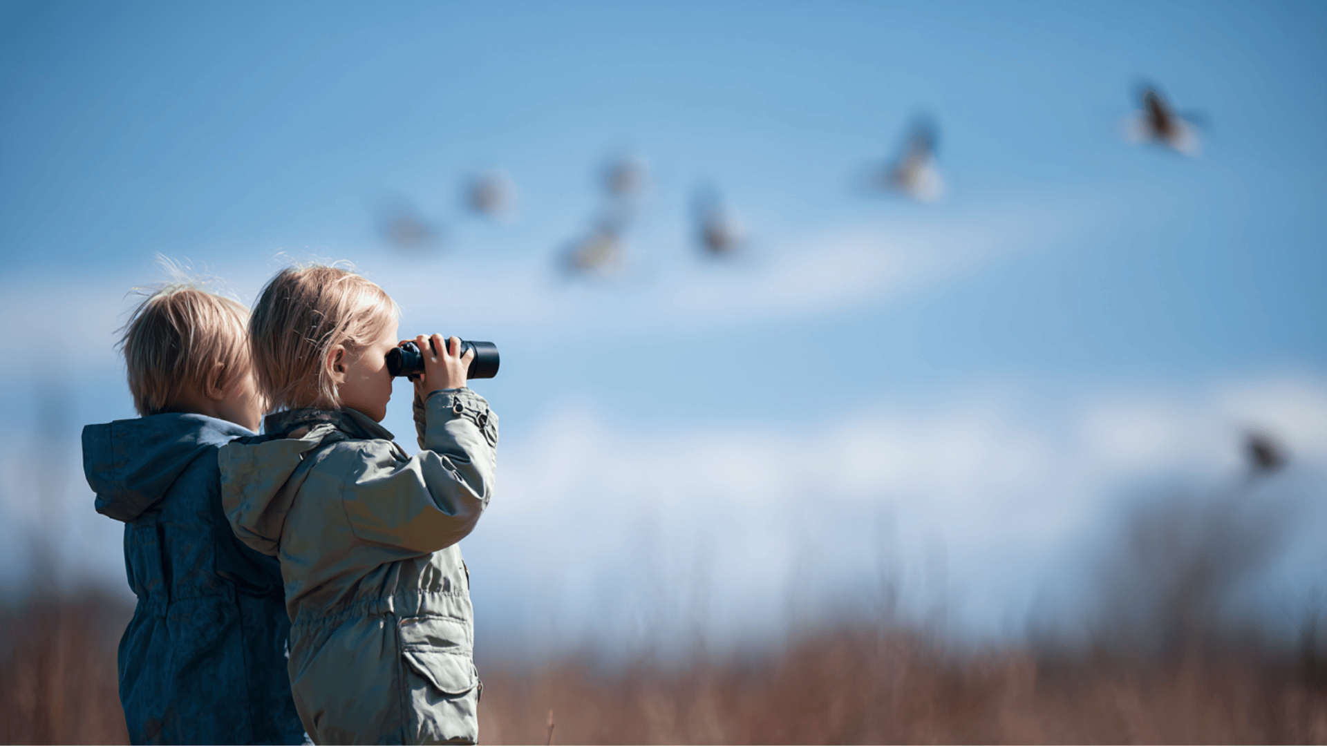 birdwatching and simple observations