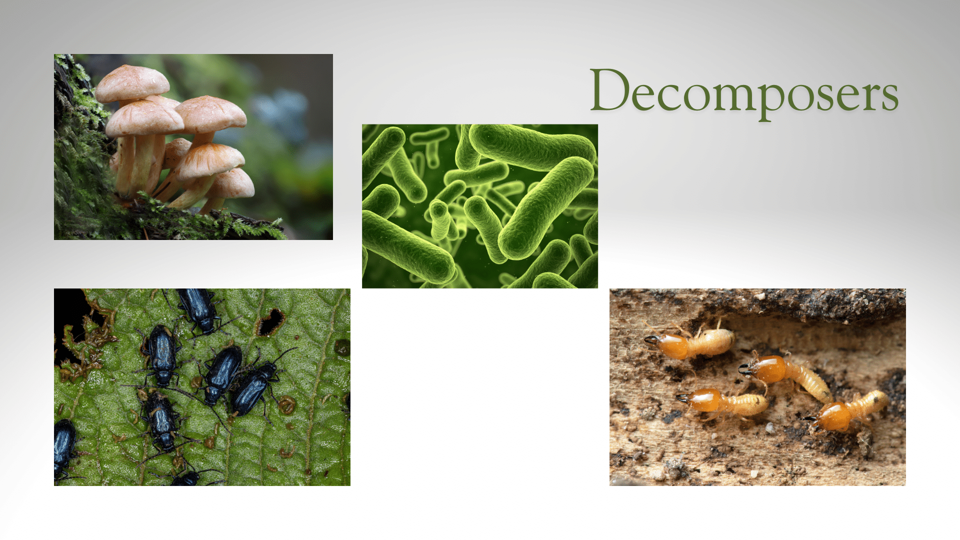 decomposers in rainforest