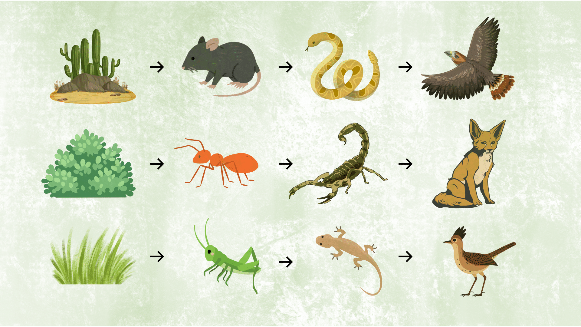 desert food chain examples