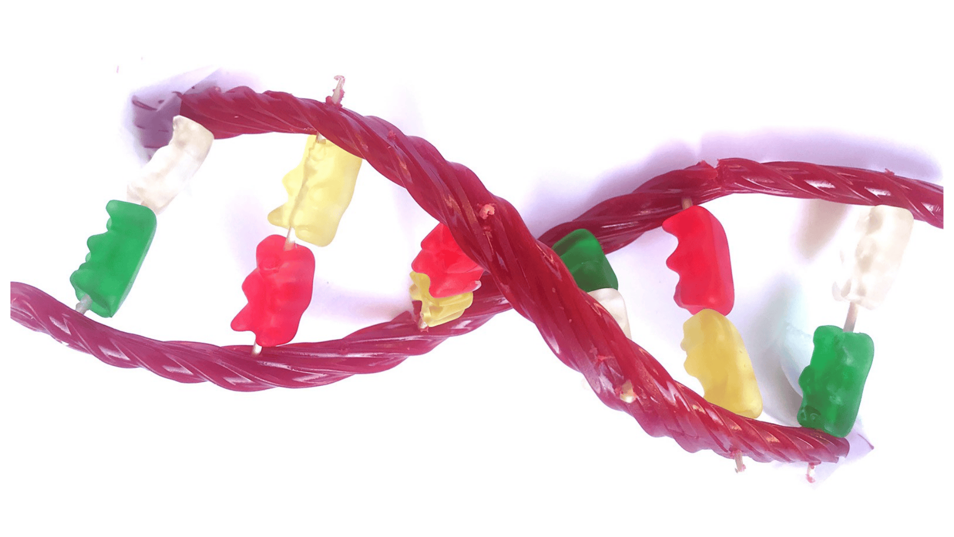 edible dna model