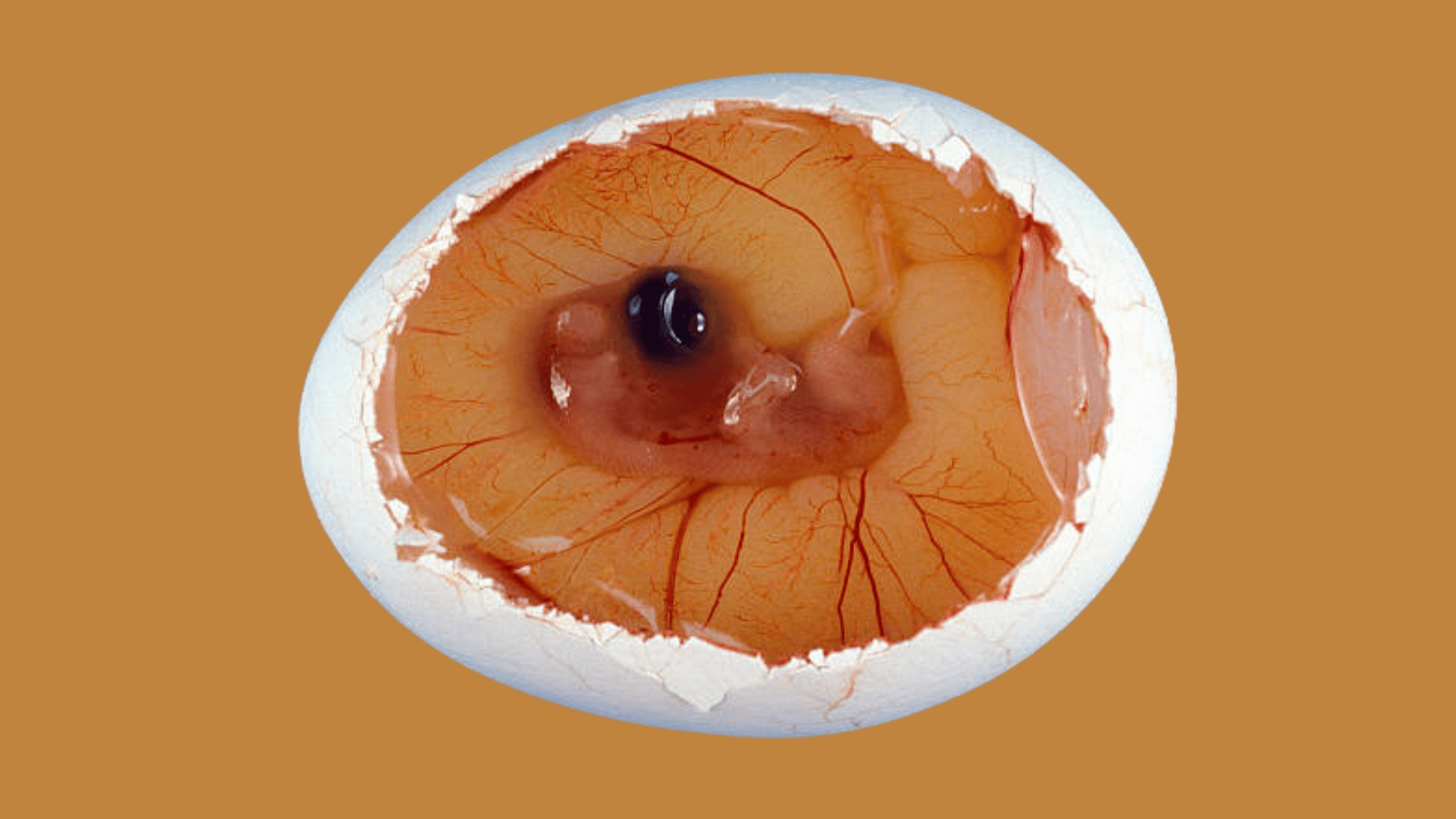 embryo development inside the egg