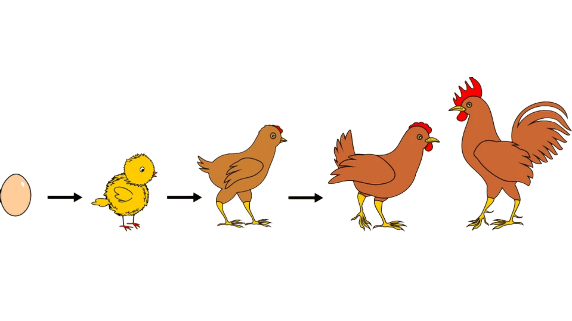 from egg to hen the chicken life cycle