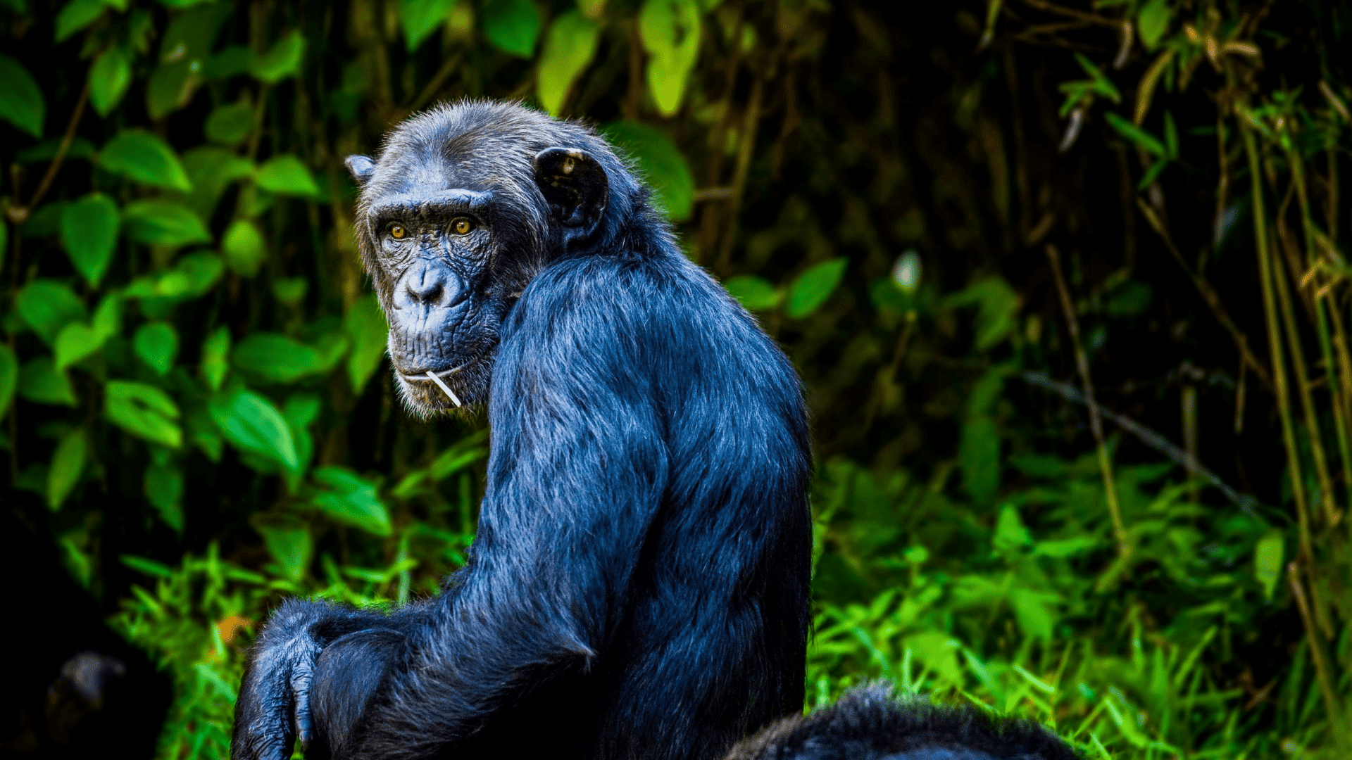 mammals chimpanzee