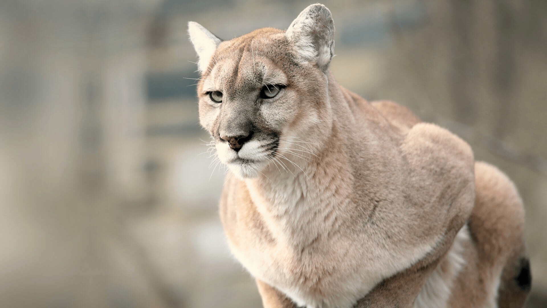 mammals cougar