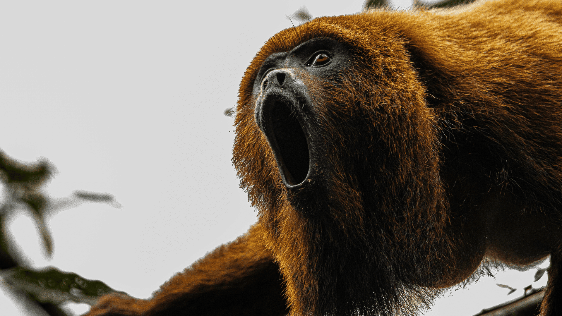 mammals howler monkey