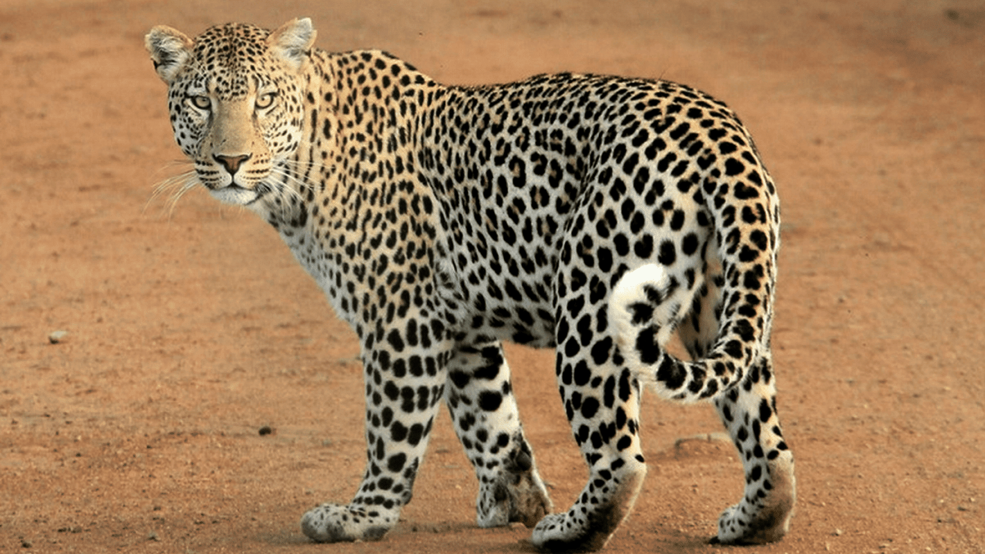 mammals leopard