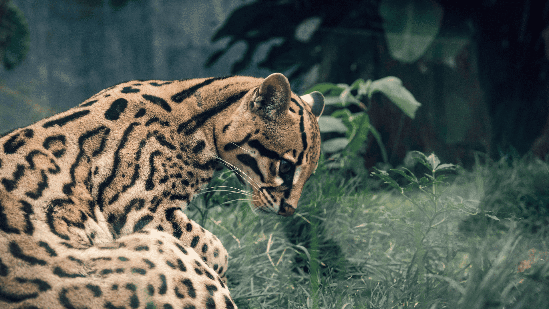 mammals ocelot