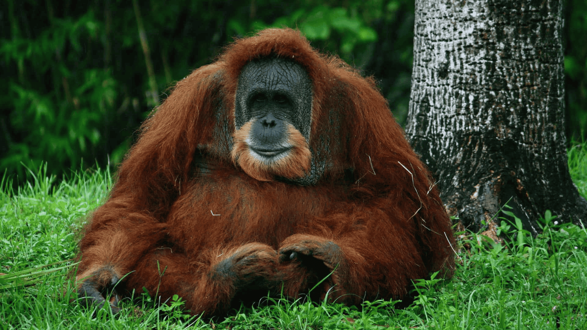 mammals orangutan