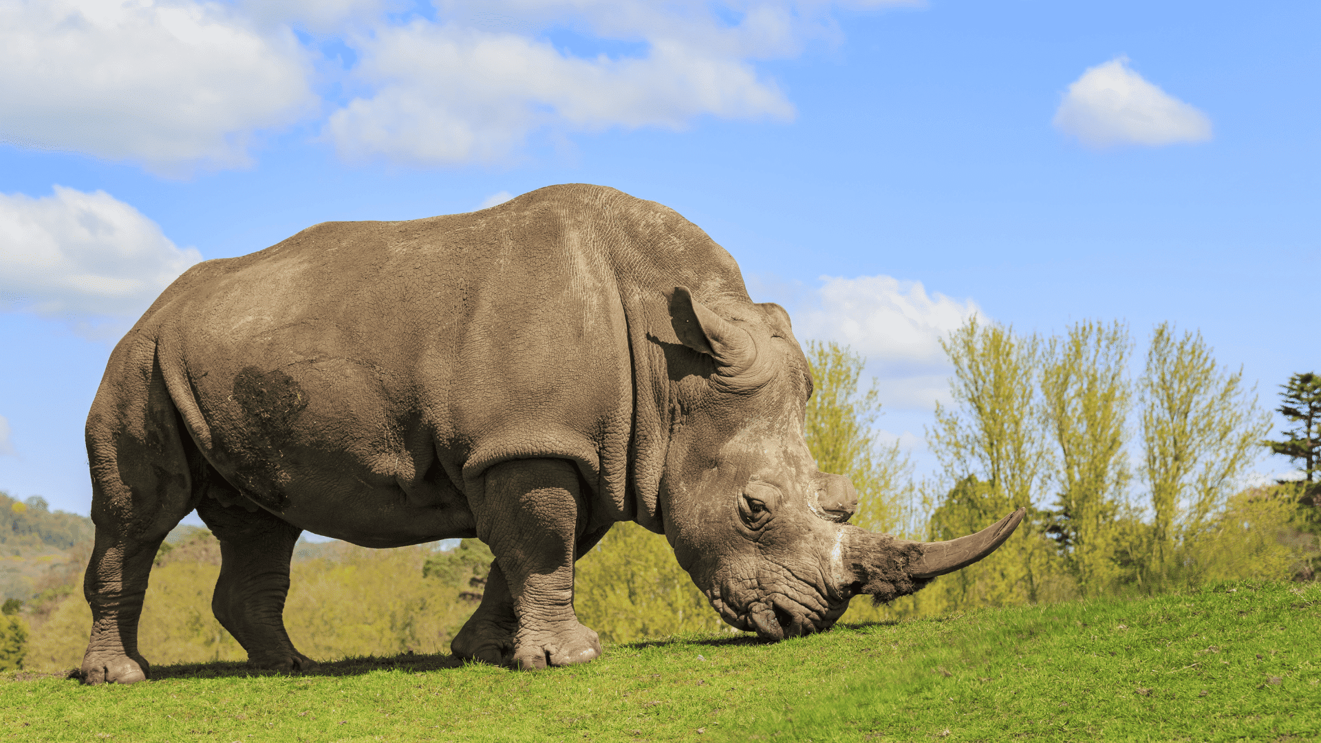 mammals rhinoceros