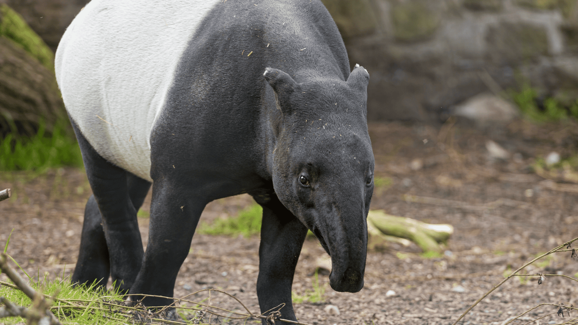 mammals tapir