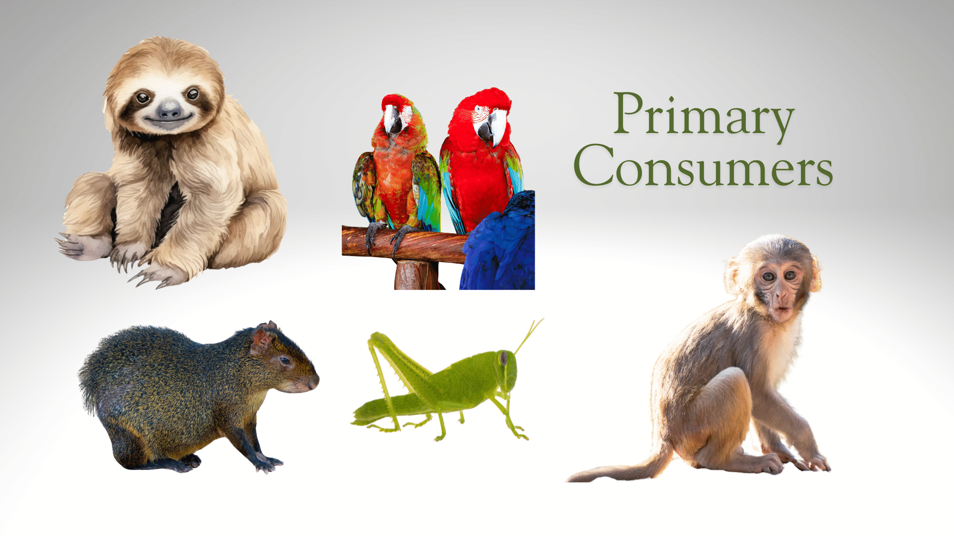 primary consumers