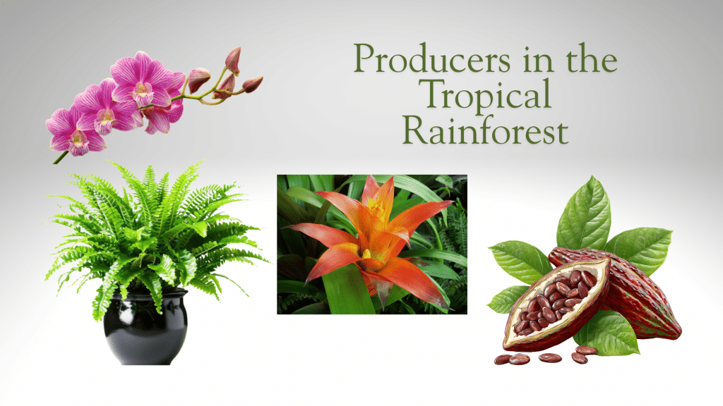 Tropical Rainforest Food Chain Explained - Freddy The Frogcaster