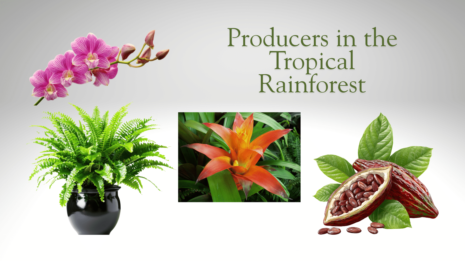 producers in the tropical rainforest