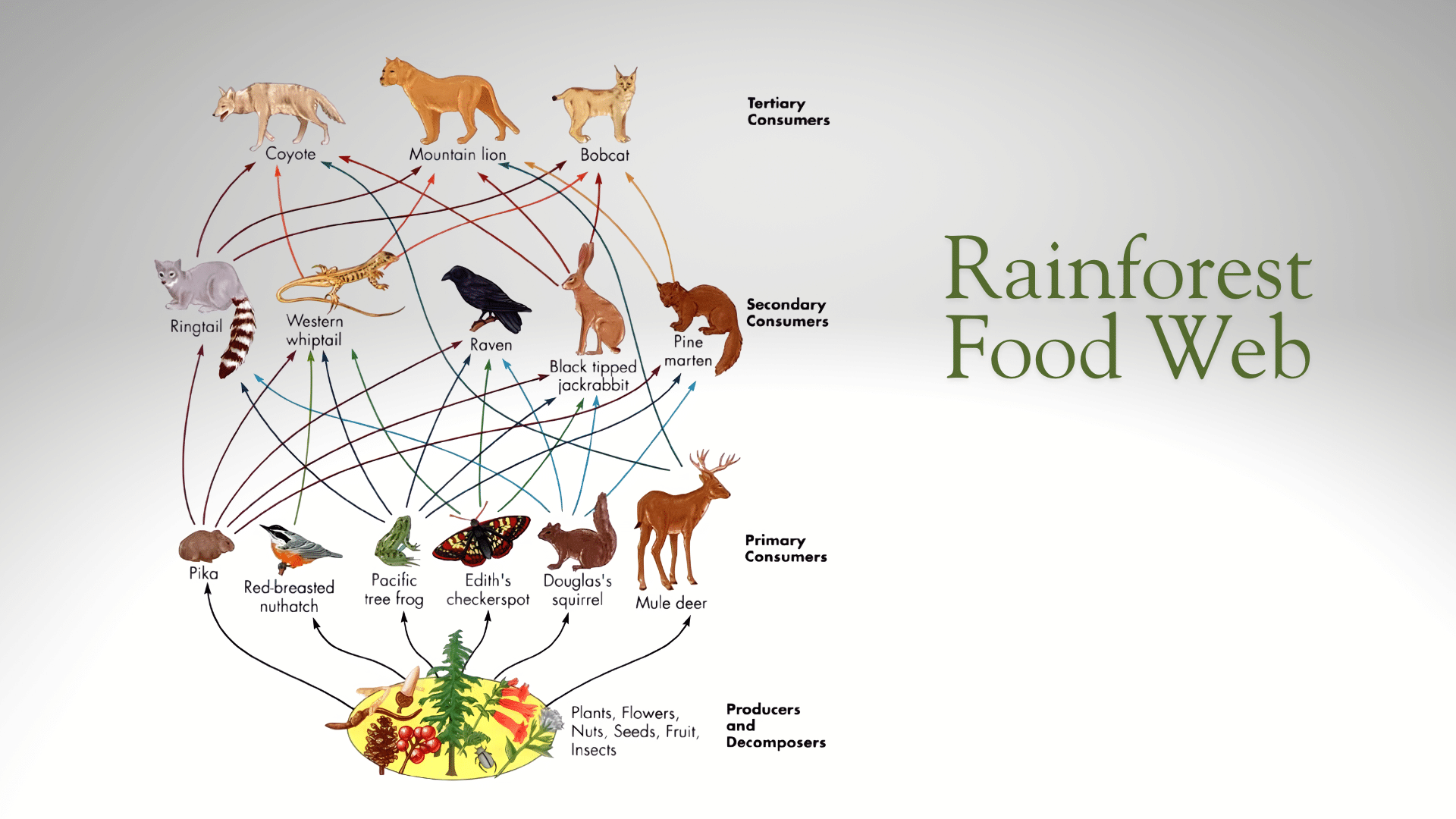 rainforest food web
