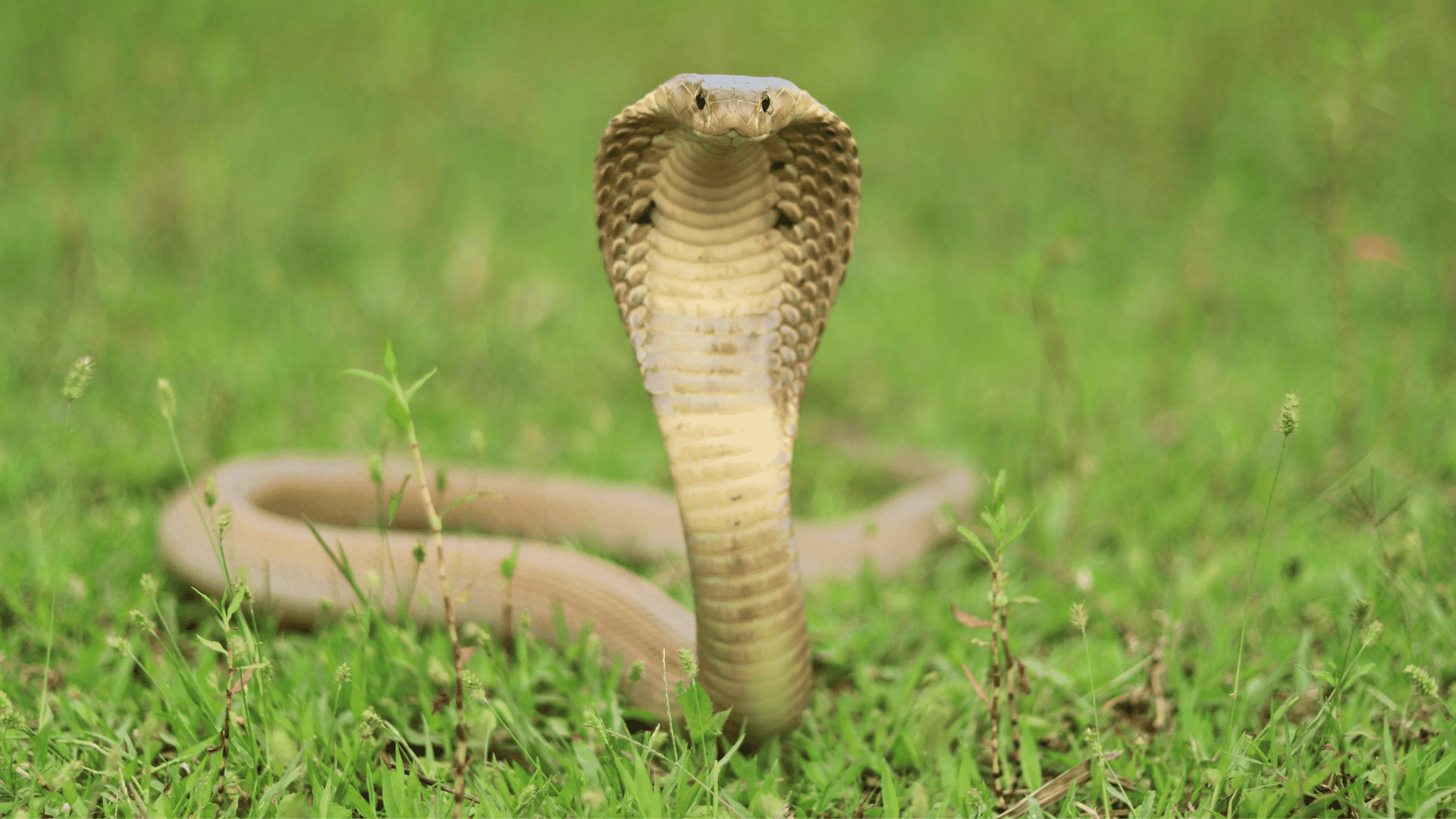 reptiles king cobra