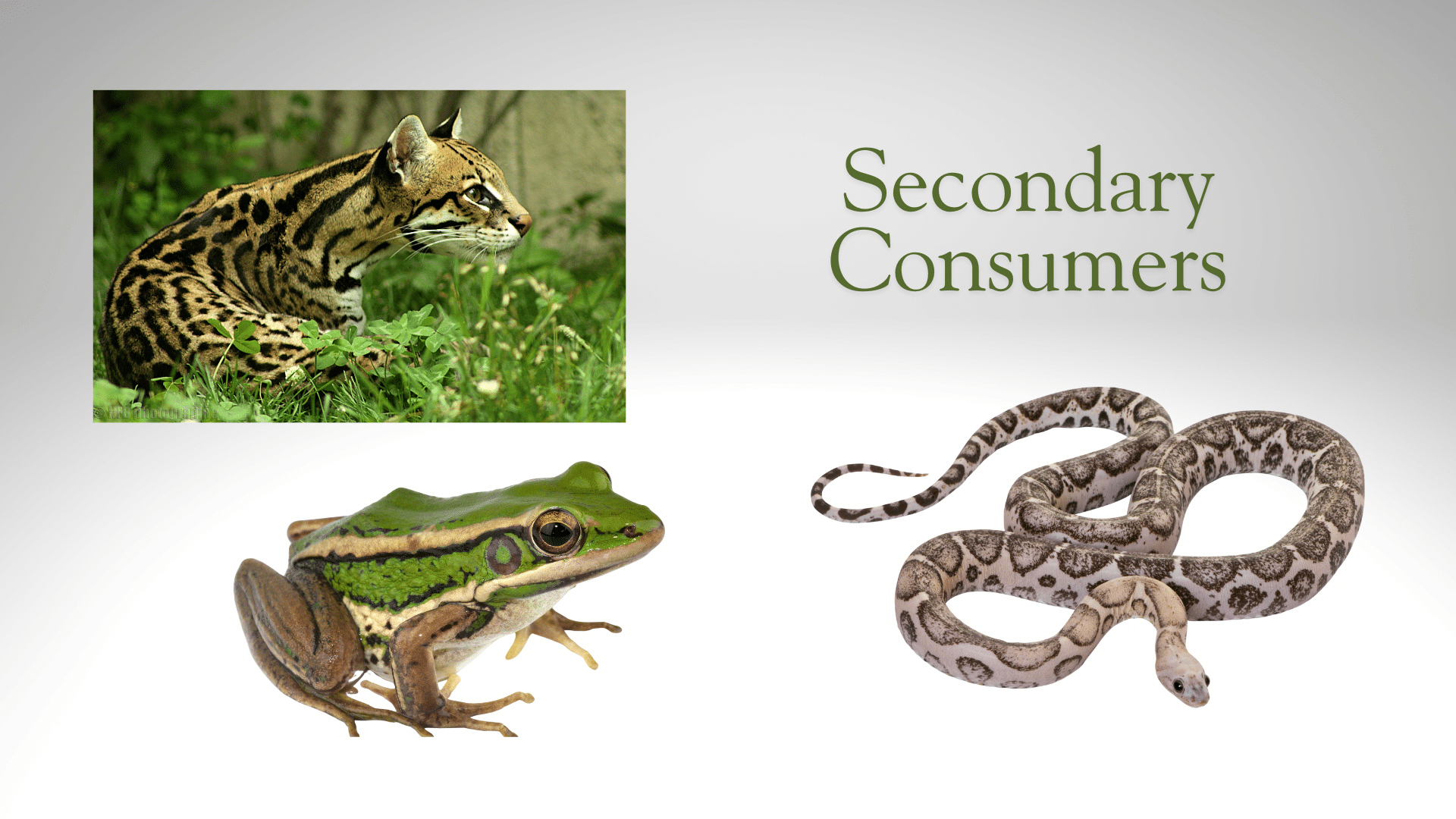 secondary consumers