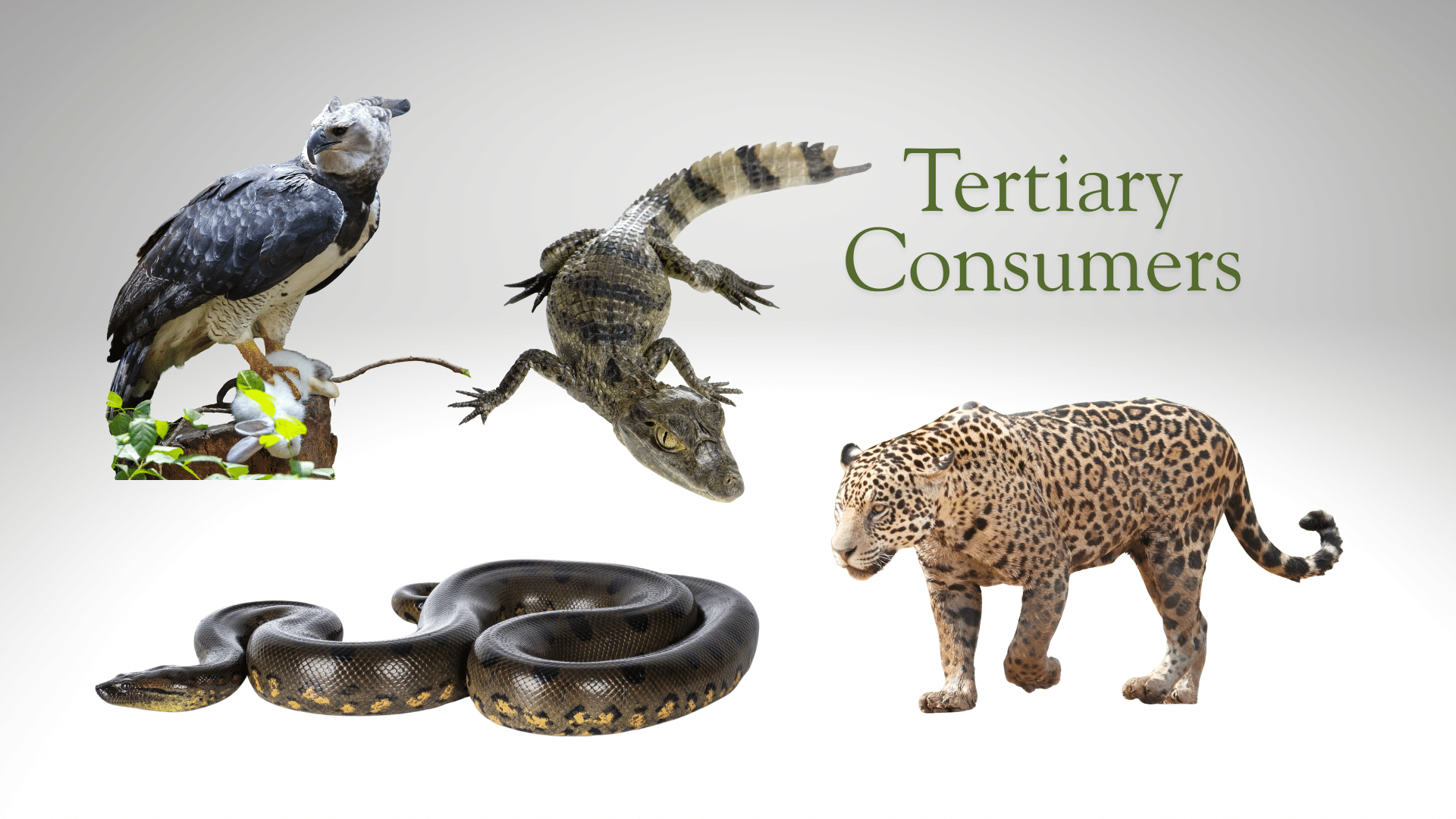 tertiary consumers