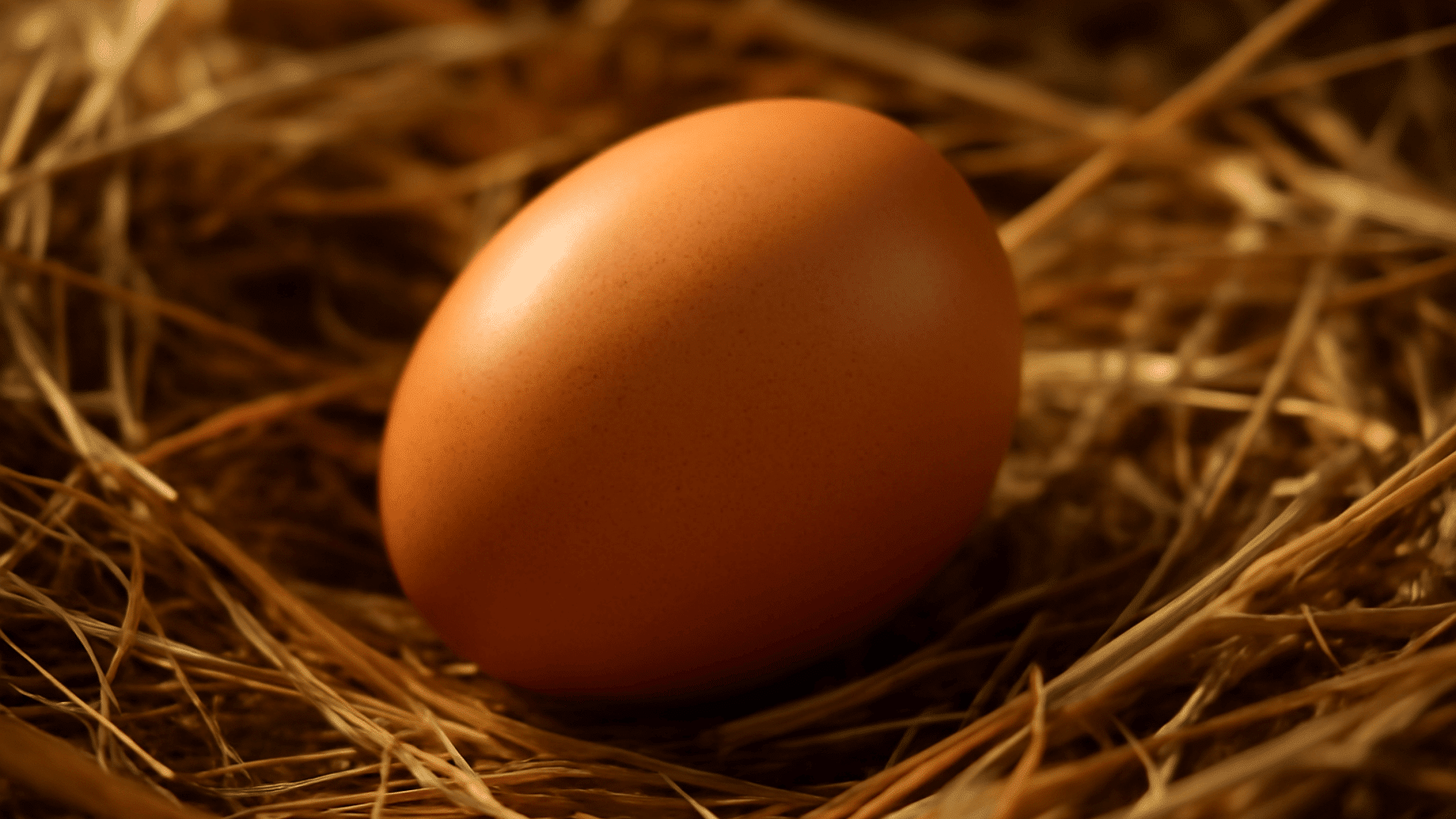 the egg stage