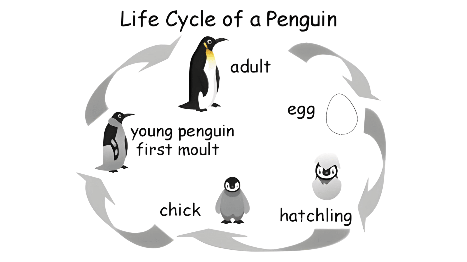 the penguin life cycle explained
