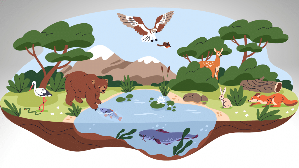 tropical rainforest food chain