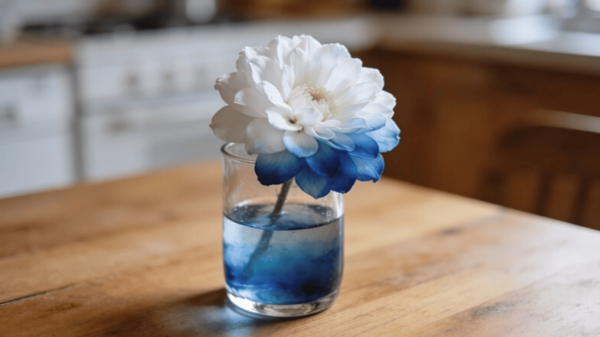 one white flower in a lone vase containing purple-dyed water, petals mid-transition showing purple tips, plain tabletop