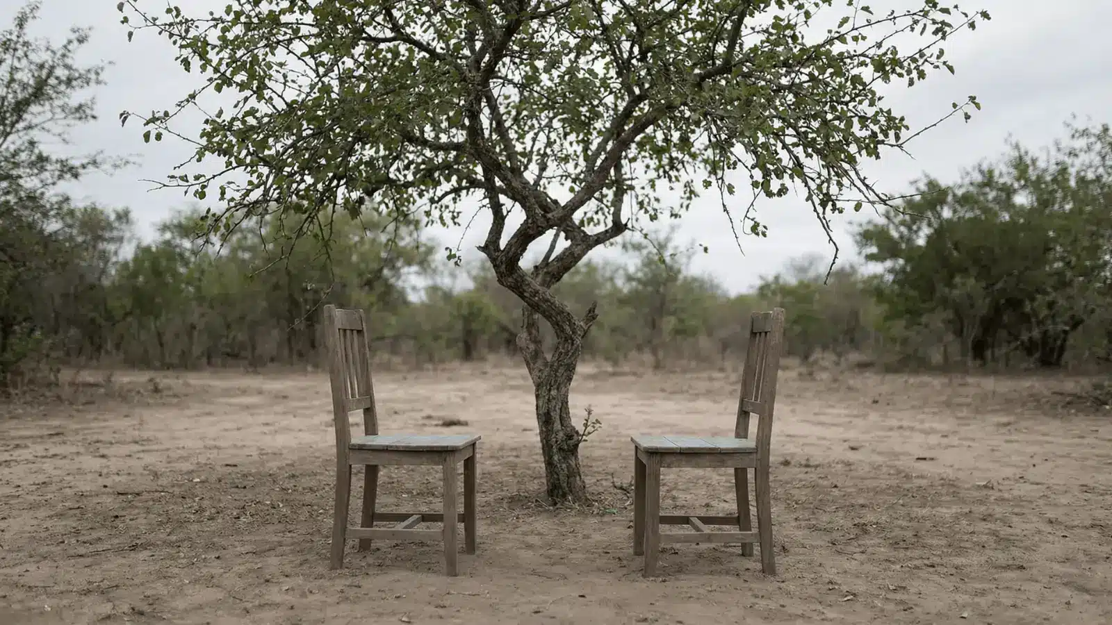 Tree reduced to a stump with cut trunk pieces placed beside it