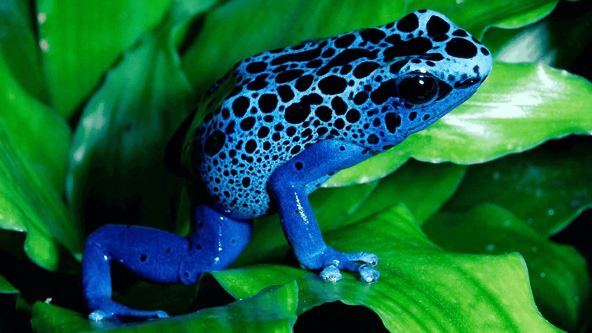 blue poison dart frog with black spots perched on green leaf, vivid coloration contrasting sharply with background