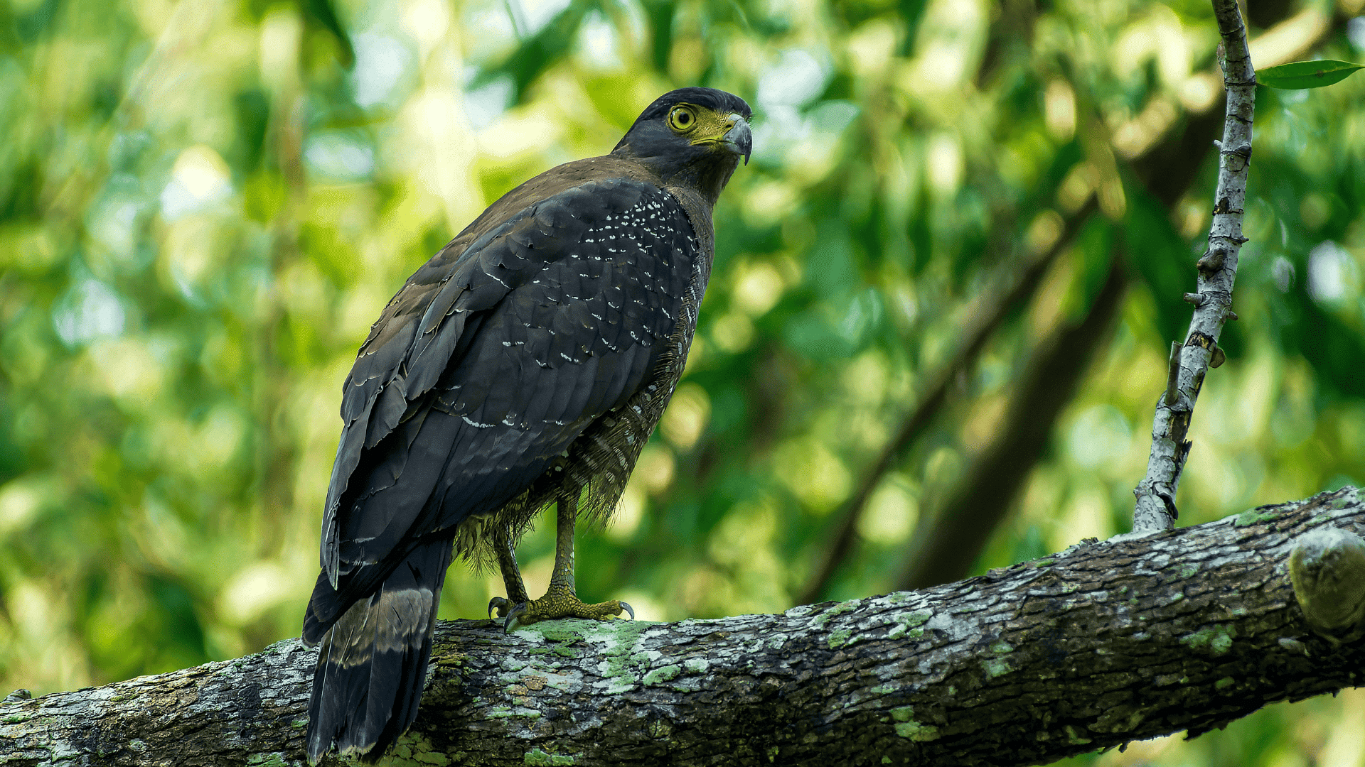 dark brown crested serpent eagle perched on tree branch, yellow eyes alert against lush green forest backdrop