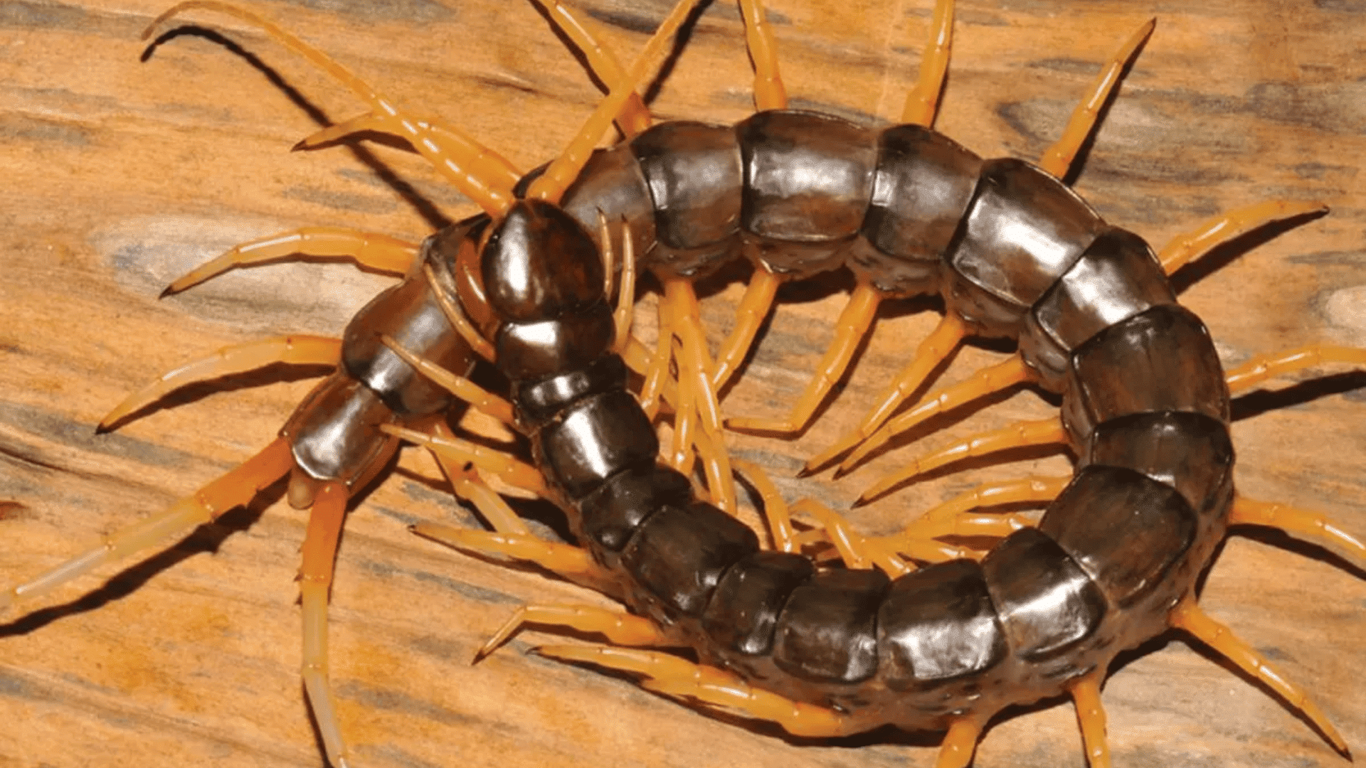 giant centipede on wood surface, long segmented body with many orange legs and curved posture in close-up view
