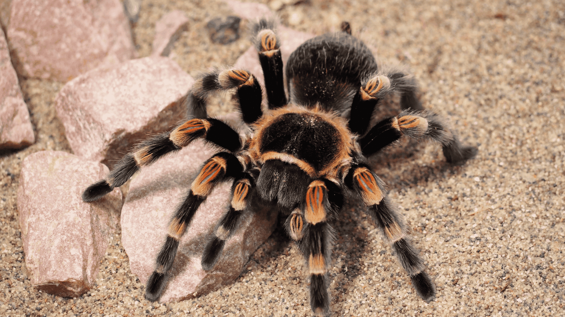 hairy tarantula on sandy ground, large spider with black and orange markings and thick legs in desert-like setting