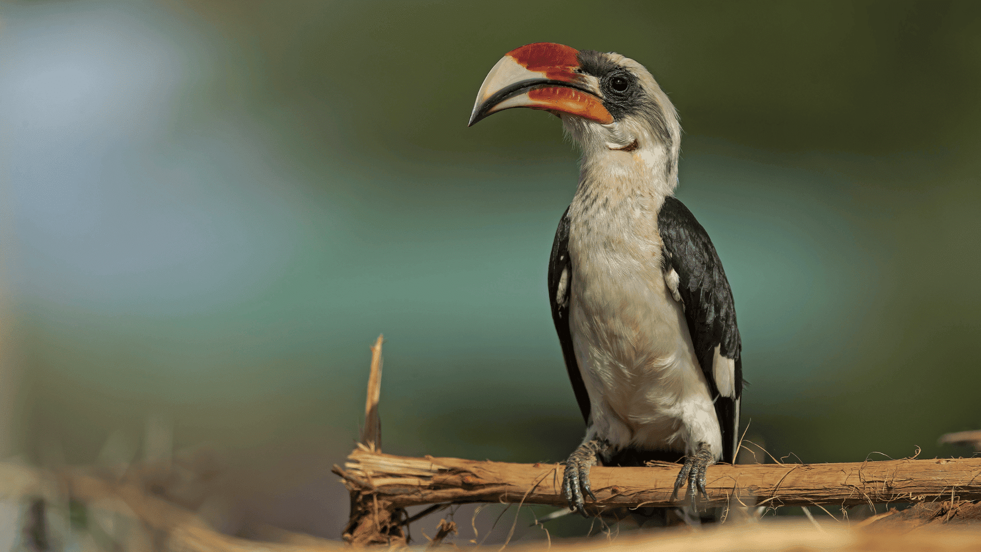 hornbill bird with large curved orange and yellow beak perched on branch, soft green background highlighting its profile
