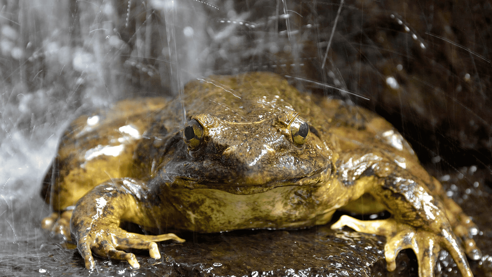 large goliath frog sitting on wet rock under flowing water, brown textured skin and wide body visible