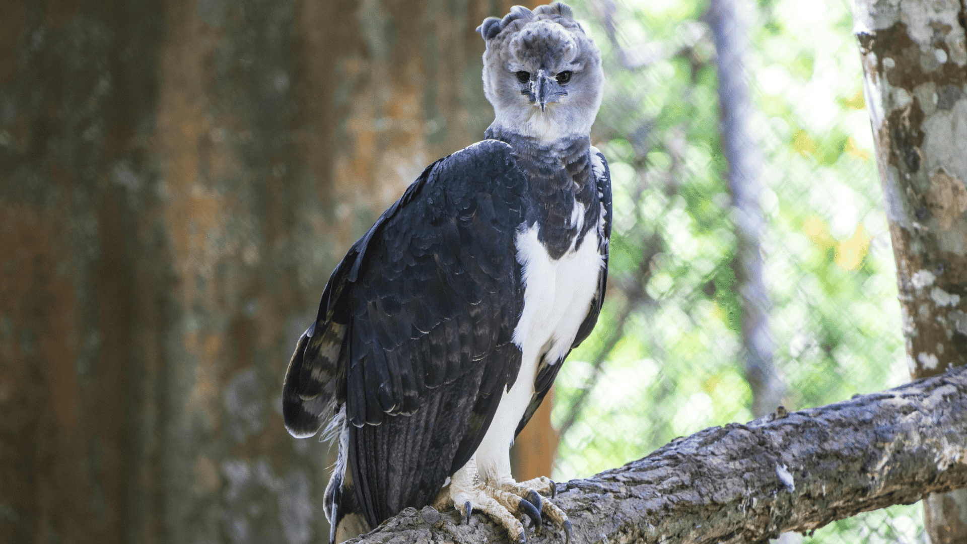 large harpy eagle with black and white plumage perched on thick branch, powerful talons visible in rainforest setting