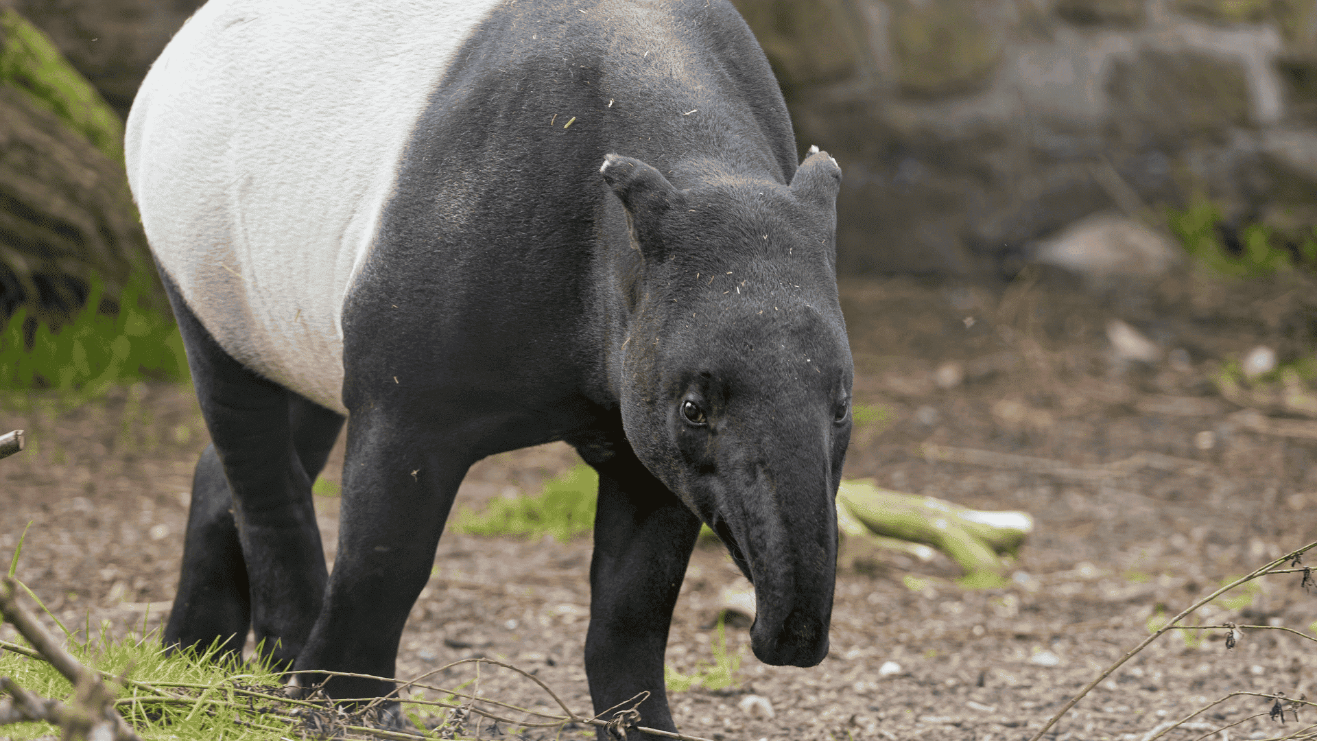 tapir with black and white body walking on forest floor with elongated snout in natural habitat