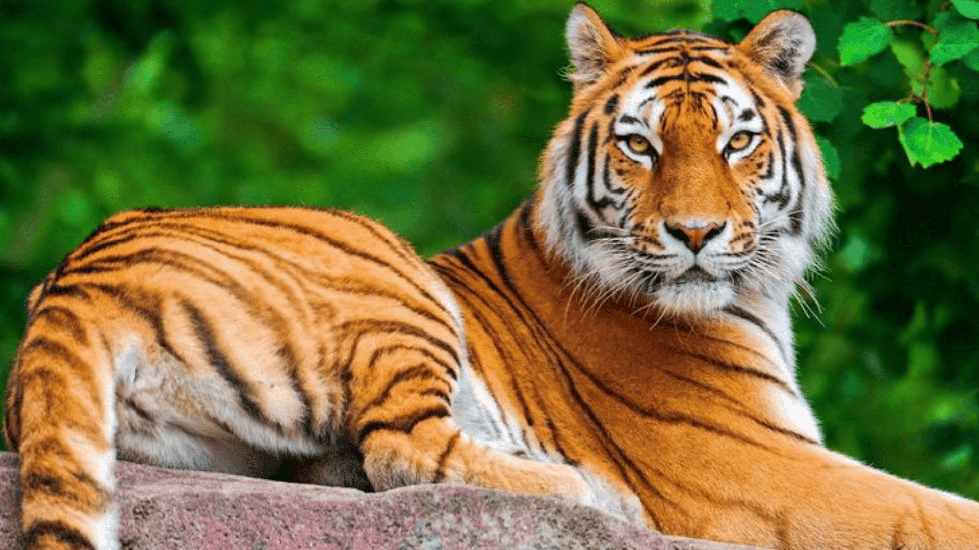 tiger lying on rock with orange and black stripes looking forward in a vibrant green forest backdrop