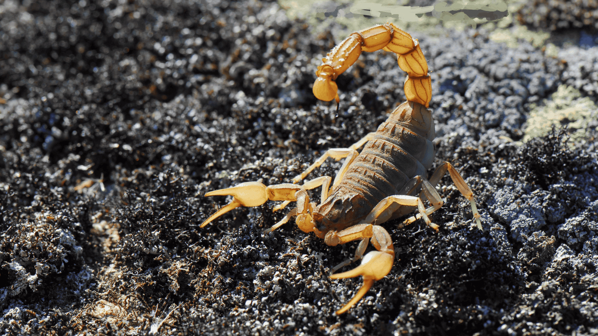 yellow scorpion on dark soil, curved tail raised with stinger ready, claws extended in a defensive posture