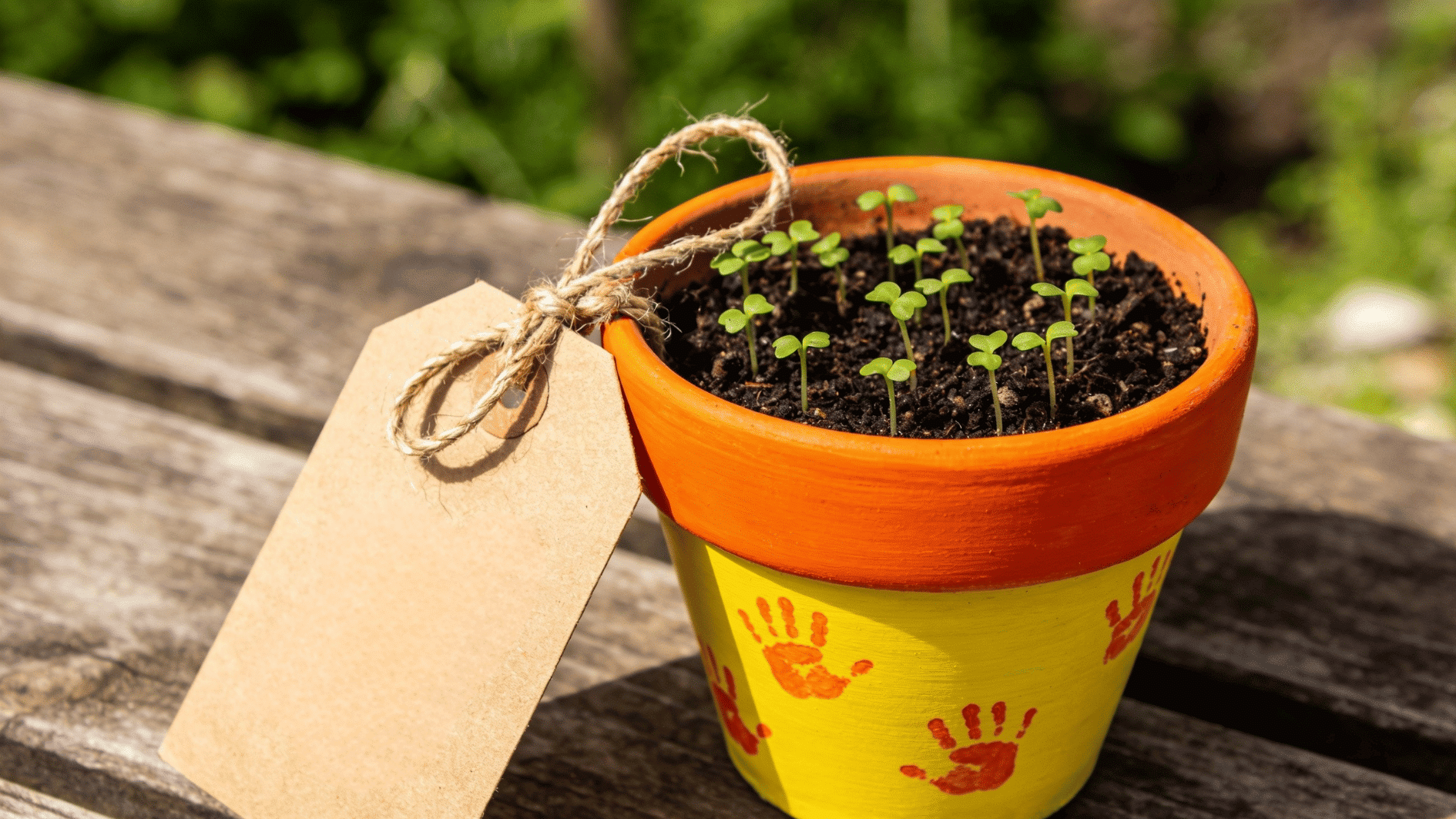 painted terracotta pot with toddler handprints filled with soil and seedlings fathers day handmade planting gift
