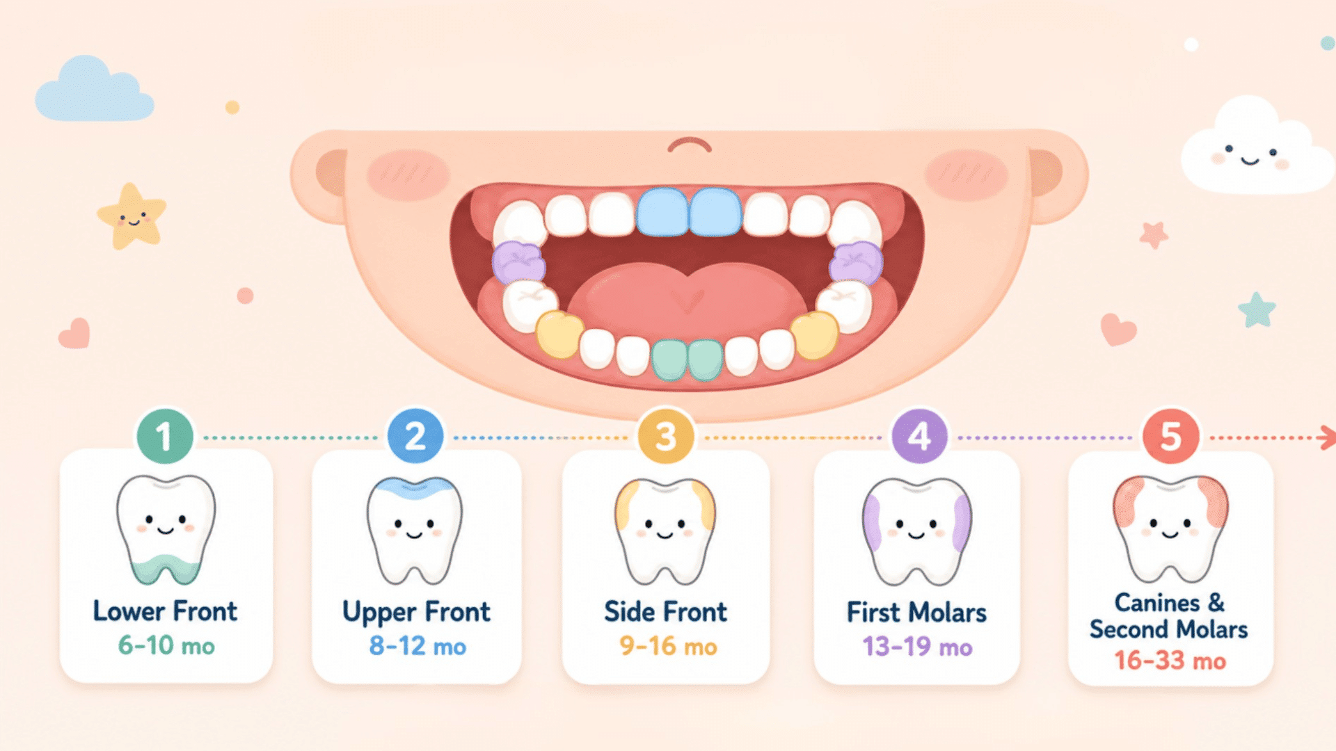 baby teeth eruption chart showing tooth order and teething stages from lower front teeth to molars by age ranges