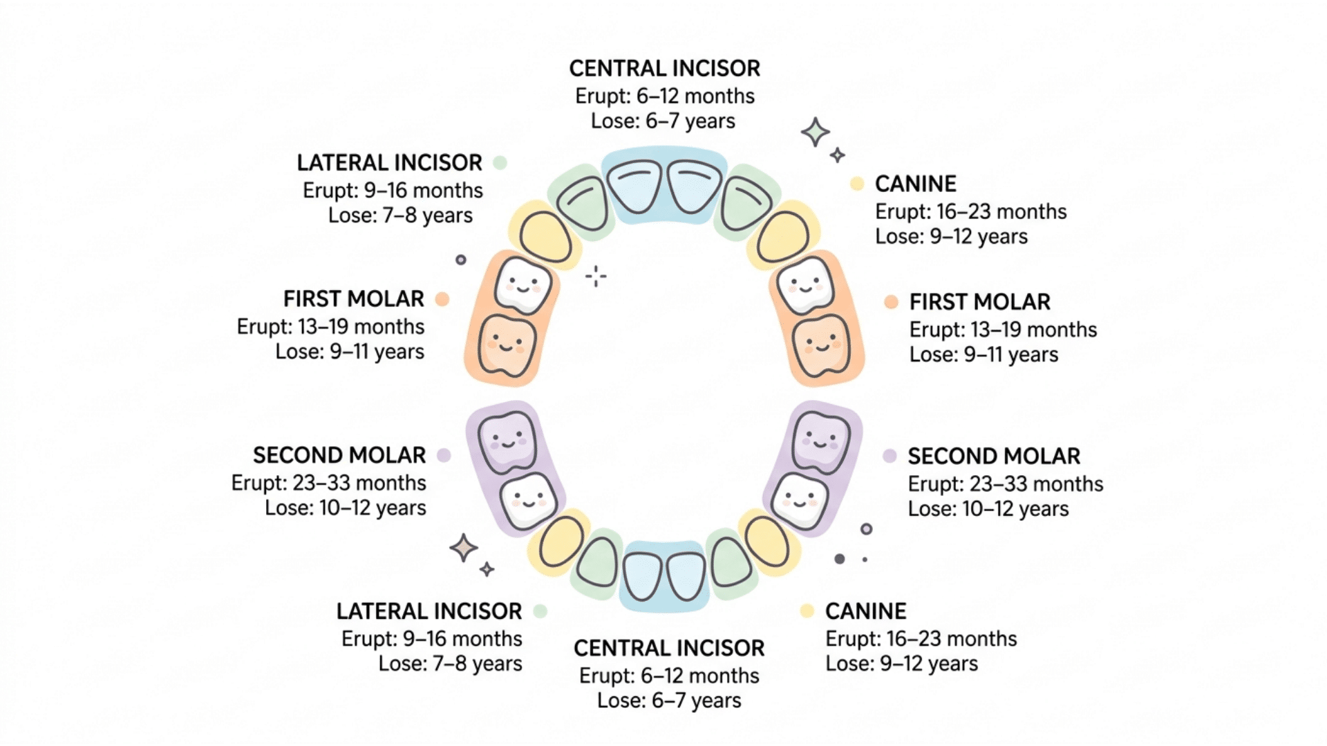 child tooth eruption and loss timeline illustration showing baby teeth types with eruption and falling out ages
