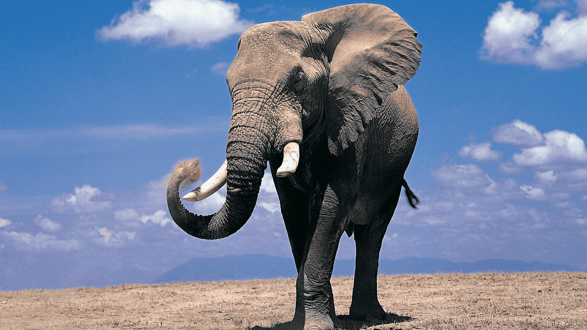 african elephant standing on dry land with large tusks and trunk raised slightly under a bright blue sky