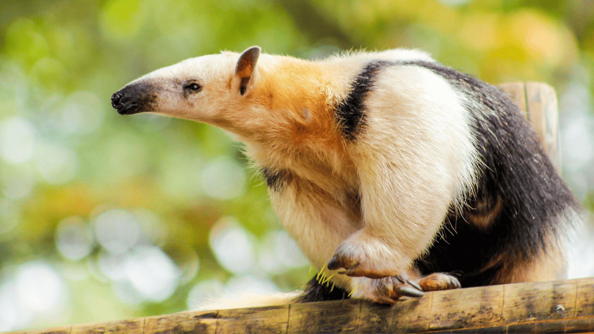 anteater with long snout and claws perched on a wooden log against a soft green blurred forest background