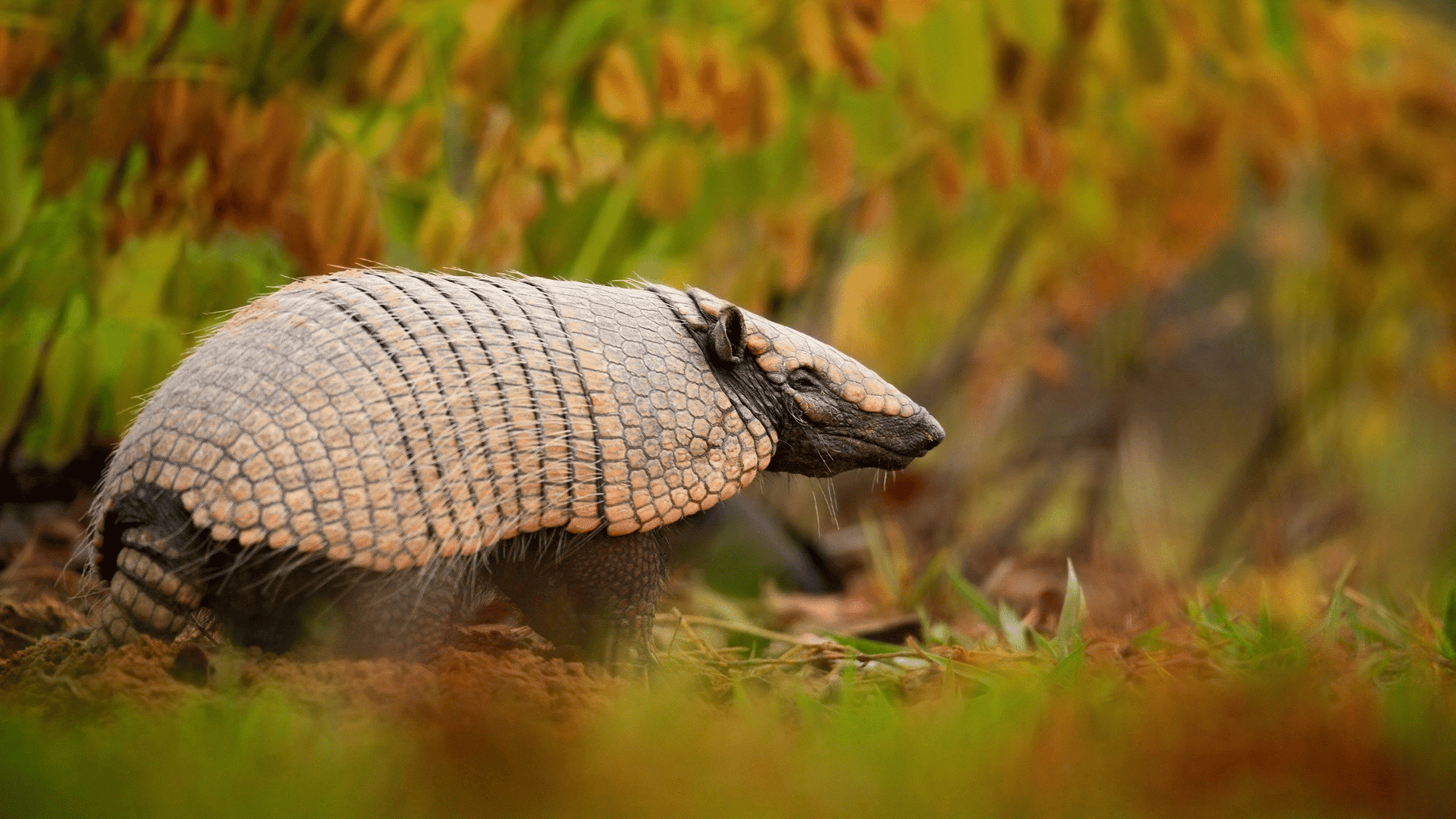 armadillo with armored shell walking through grass and leaves in a natural habitat with warm earthy tones