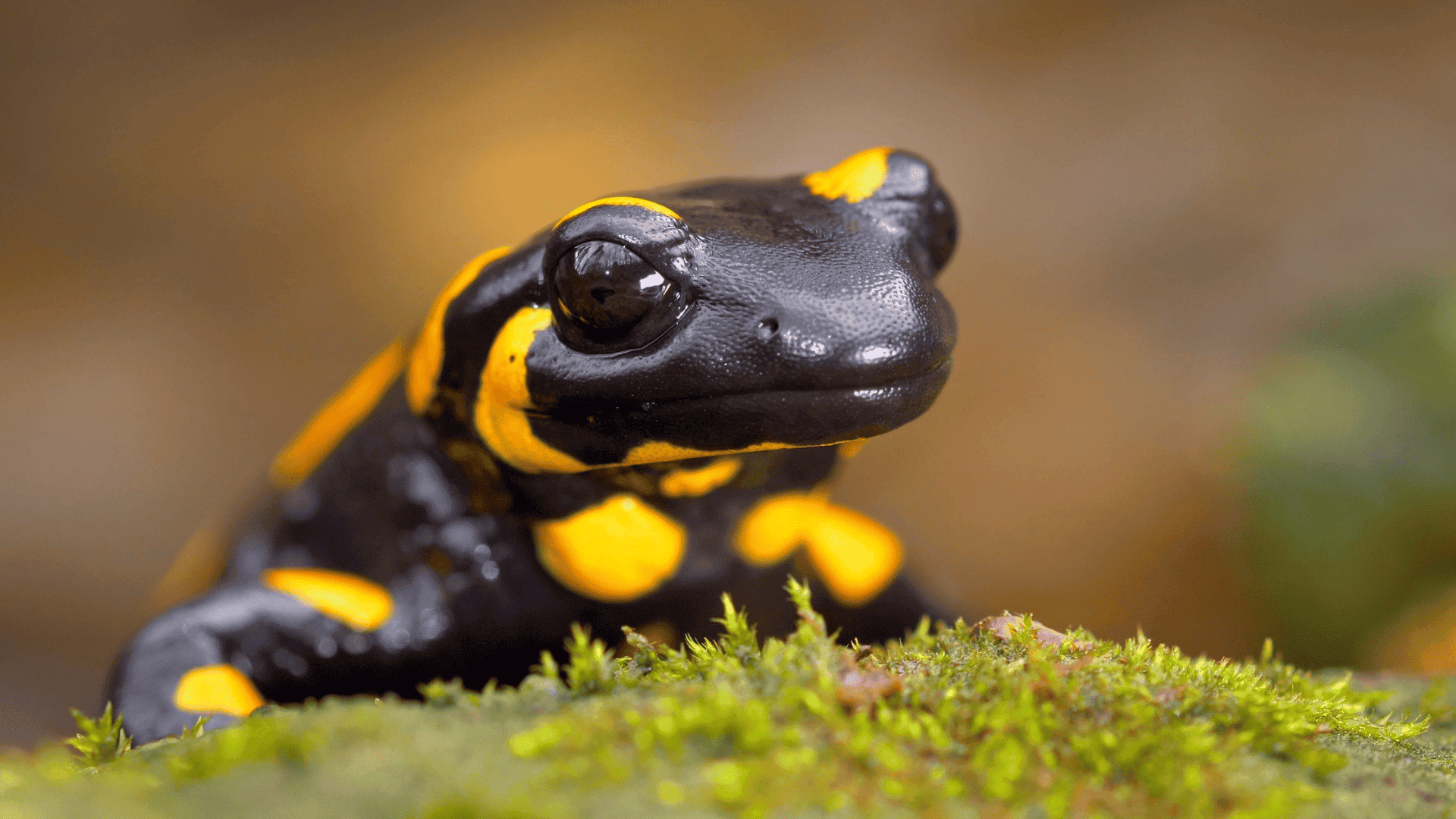 black and yellow spotted salamander resting on moss, smooth skin and large eyes visible in a moist forest environment
