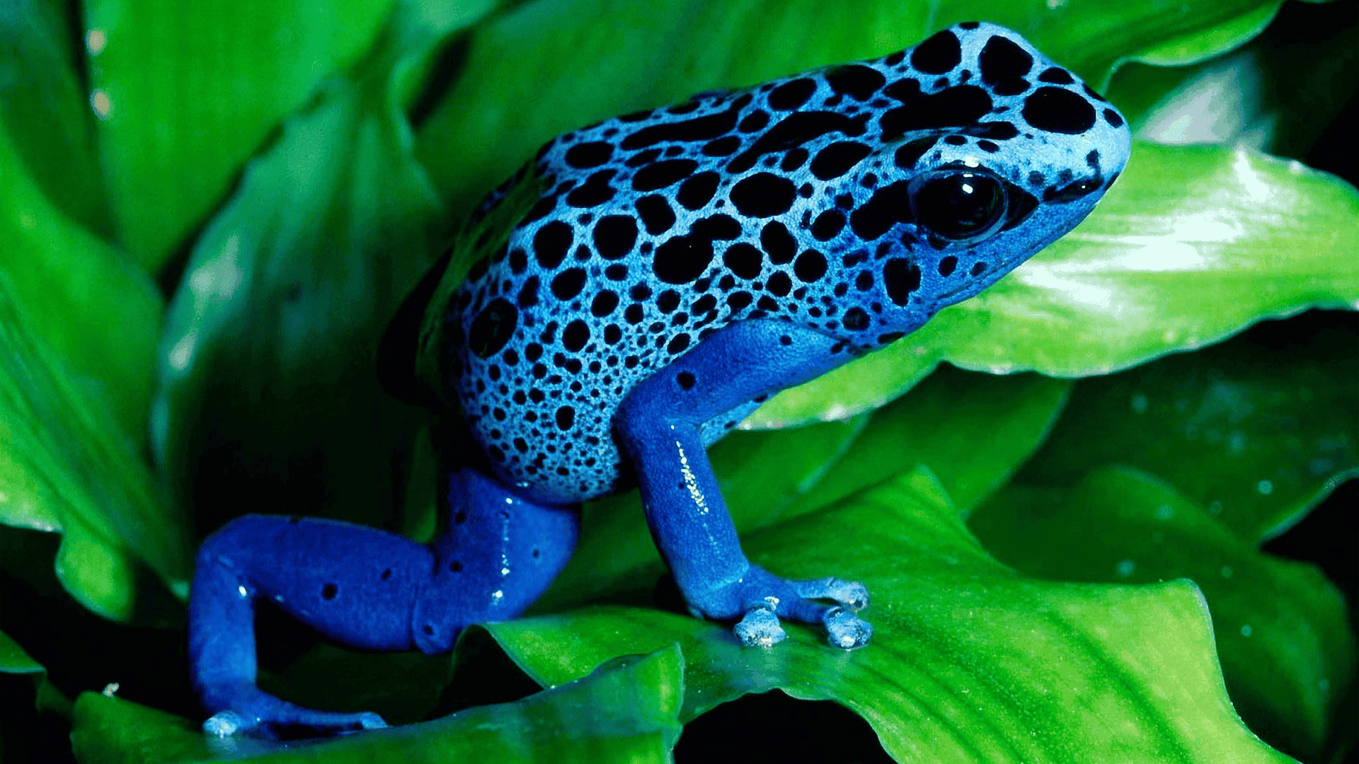 blue poison dart frog with black spots perched on green leaf, vivid coloration contrasting sharply with background